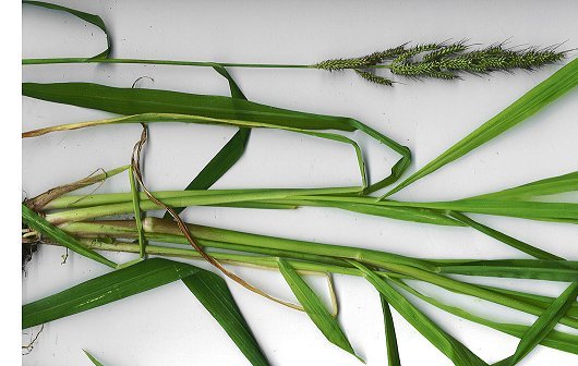 Echinochloa crus-galli (L.) P. Beauv.