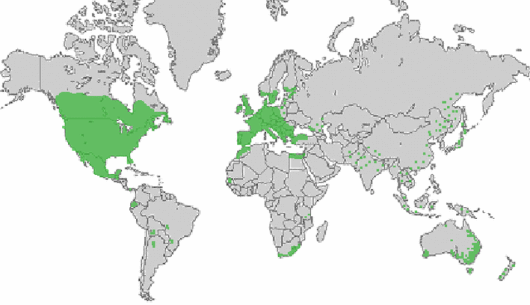 Echinochloa crus-galli (L.) P. Beauv.