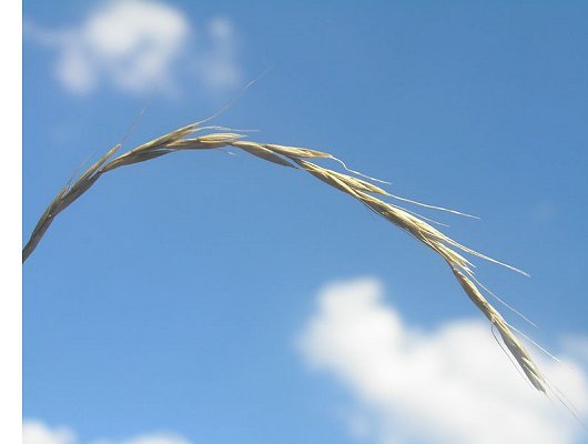 Elymus caninus (L.) L.