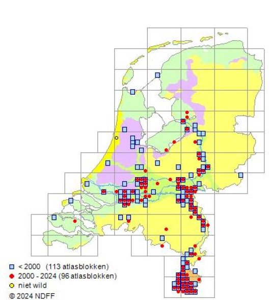 Elymus caninus (L.) L.
