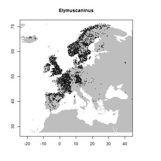 Elymus caninus (L.) L.