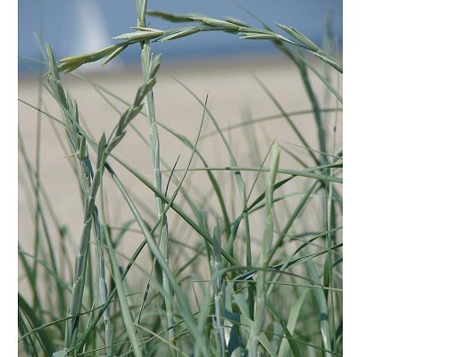 Elymus farctus subsp. boreoatlanticus (Simonet & Guinochet) Melderis