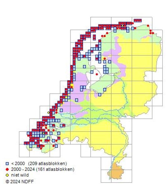 Elymus farctus subsp. boreoatlanticus (Simonet & Guinochet) Melderis
