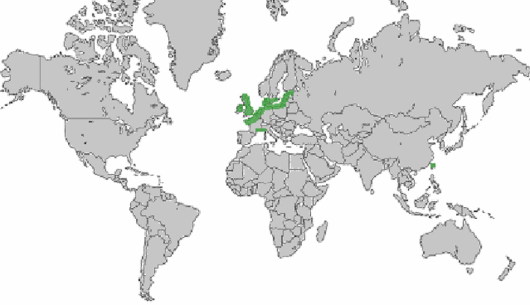Elymus farctus subsp. boreoatlanticus (Simonet & Guinochet) Melderis
