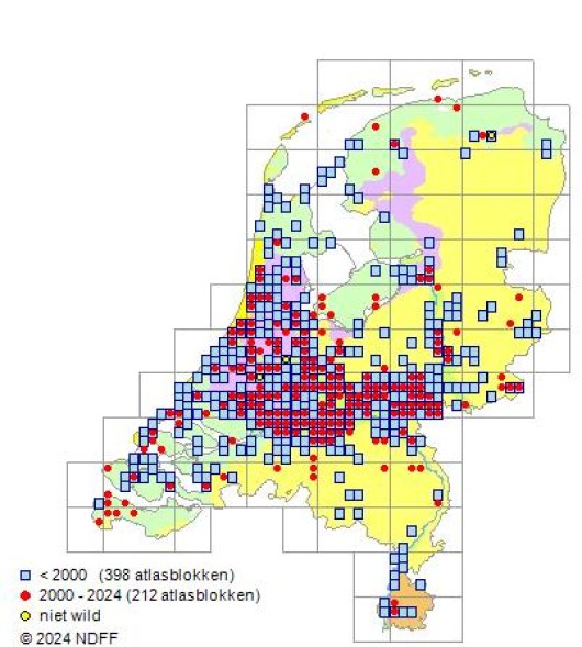 Erucastrum gallicum (Willd.) O.E. Schulz