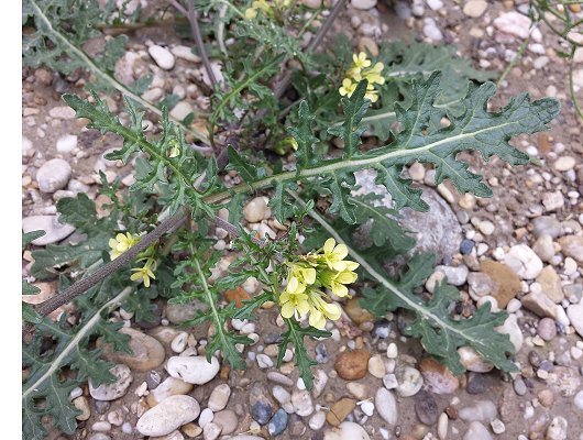 Erucastrum gallicum (Willd.) O.E. Schulz