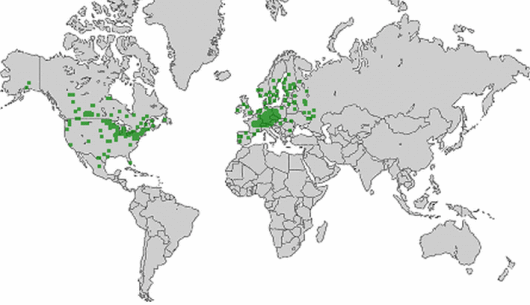 Erucastrum gallicum (Willd.) O.E. Schulz