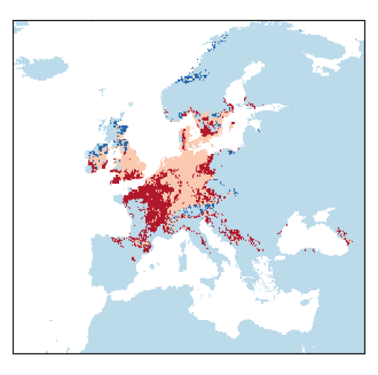 Erucastrum gallicum (Willd.) O.E. Schulz