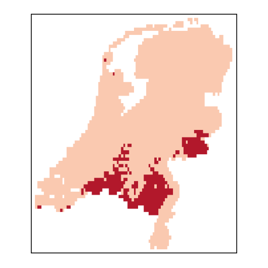 Erucastrum gallicum (Willd.) O.E. Schulz