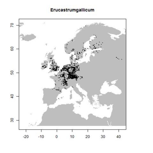 Erucastrum gallicum (Willd.) O.E. Schulz