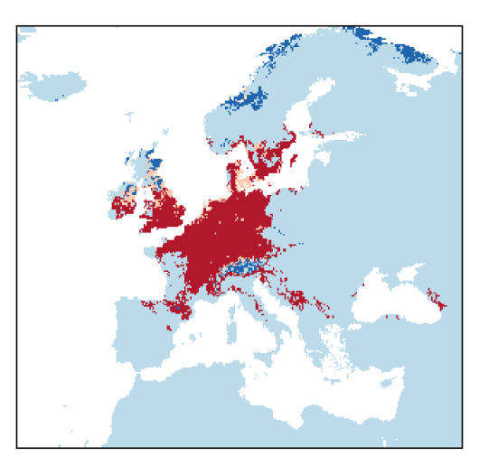 Erucastrum gallicum (Willd.) O.E. Schulz