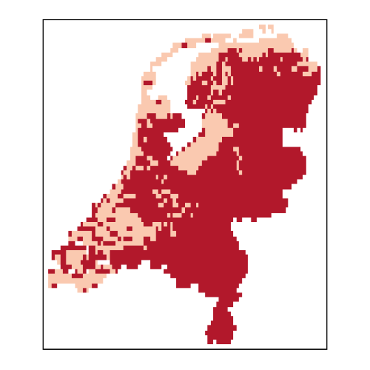 Erucastrum gallicum (Willd.) O.E. Schulz