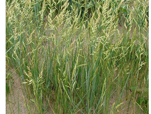 Festuca arenaria Osbeck