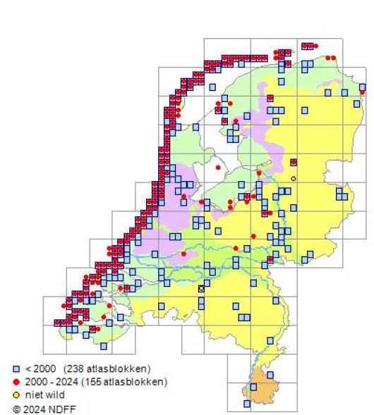 Festuca arenaria Osbeck
