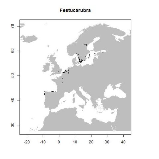 Festuca arenaria Osbeck