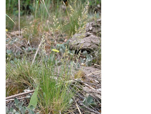 Festuca filiformis Pourr.