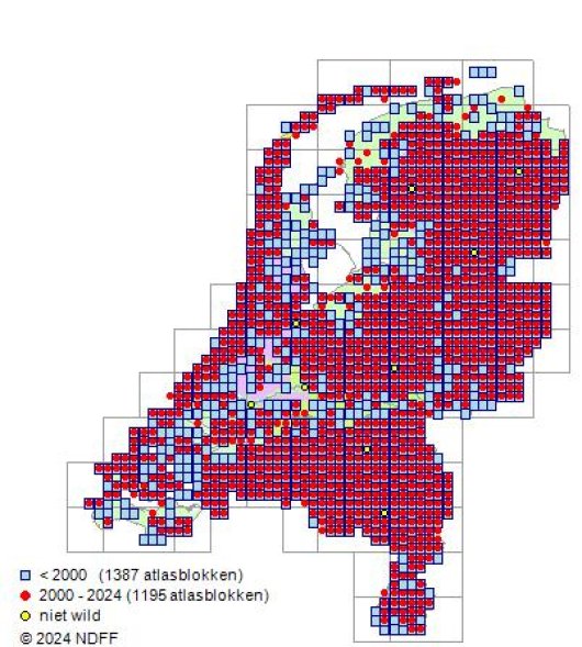 Festuca filiformis Pourr.