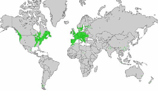 Festuca filiformis Pourr.
