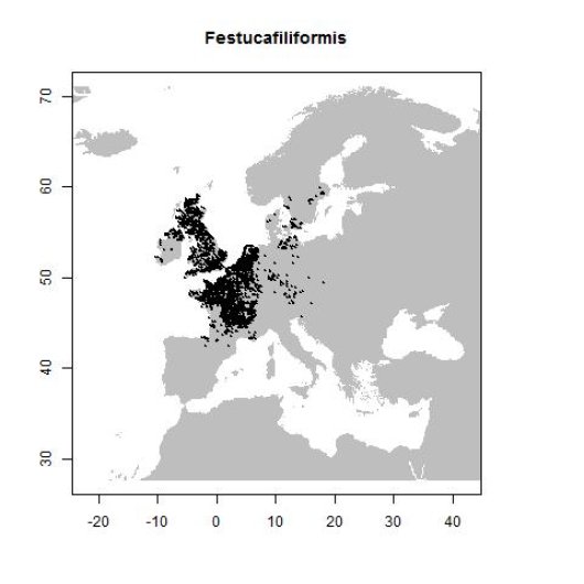 Festuca filiformis Pourr.