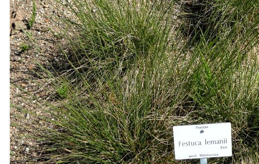 Festuca lemanii Bastard