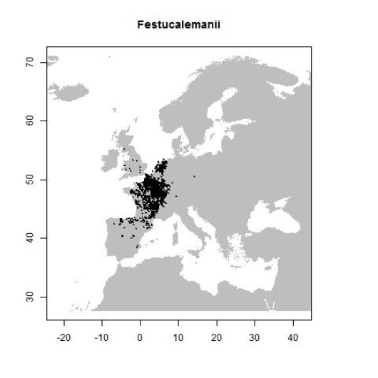 Festuca lemanii Bastard