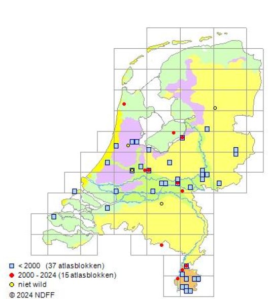 Fragaria moschata Duchesne