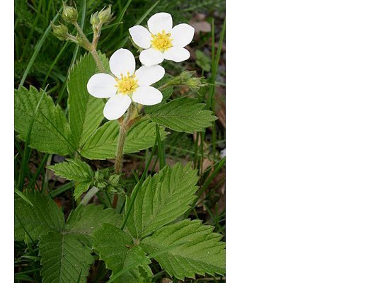 Fragaria moschata Duchesne