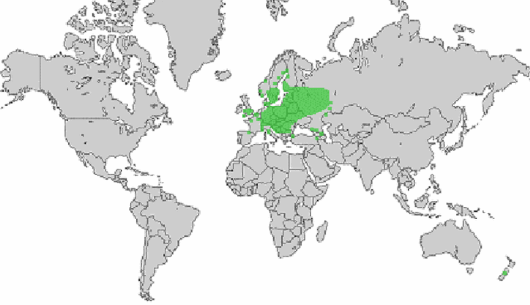 Fragaria moschata Duchesne