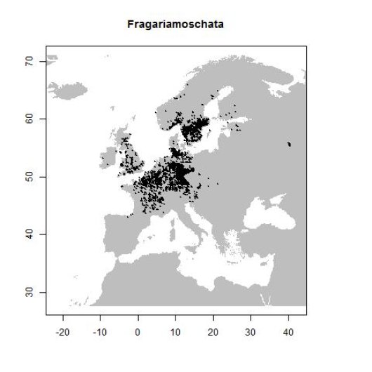 Fragaria moschata Duchesne