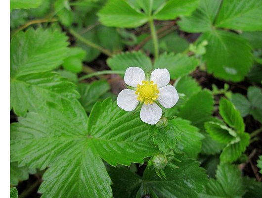 Fragaria vesca L.