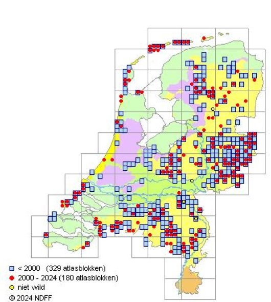 Helosciadium inundatum W.D.J.Koch