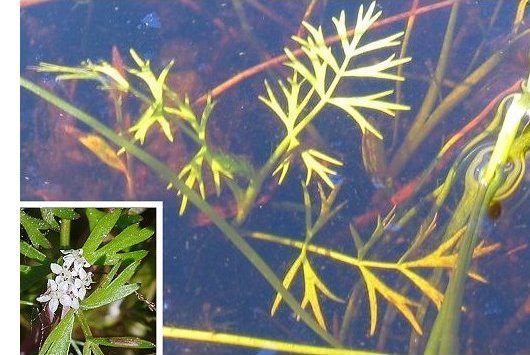 Helosciadium inundatum W.D.J.Koch