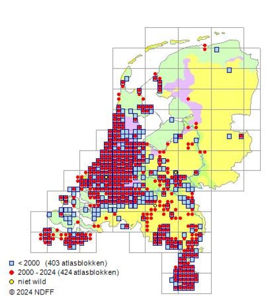 Helosciadium nodiflorum (L.) Koch