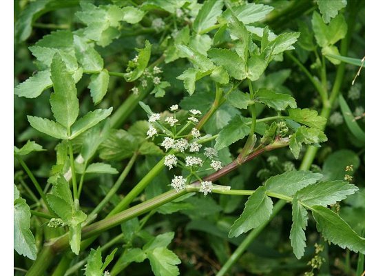 Helosciadium nodiflorum (L.) Koch