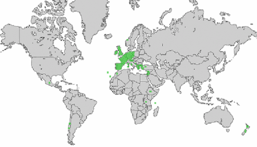 Helosciadium nodiflorum (L.) Koch