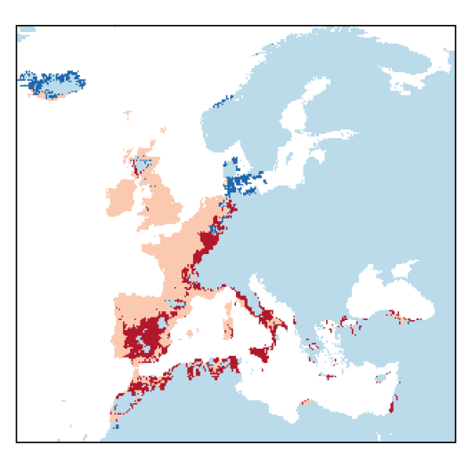 Helosciadium nodiflorum (L.) Koch