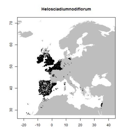 Helosciadium nodiflorum (L.) Koch