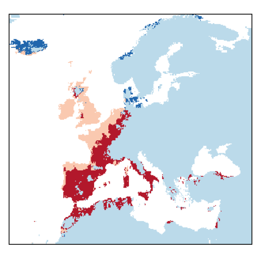 Helosciadium nodiflorum (L.) Koch