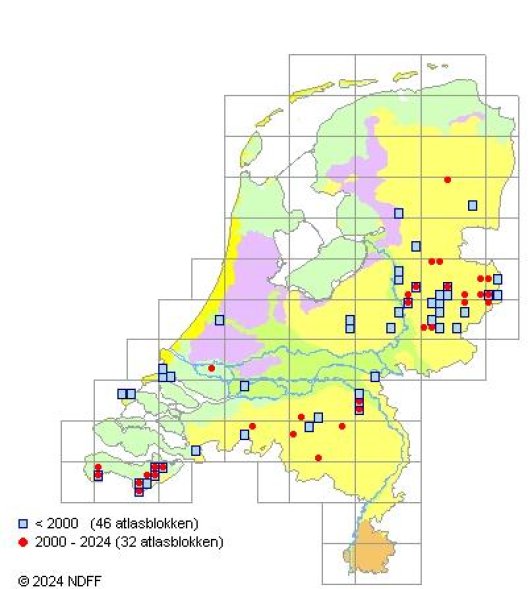 Helosciadium repens (Jacq.) Koch