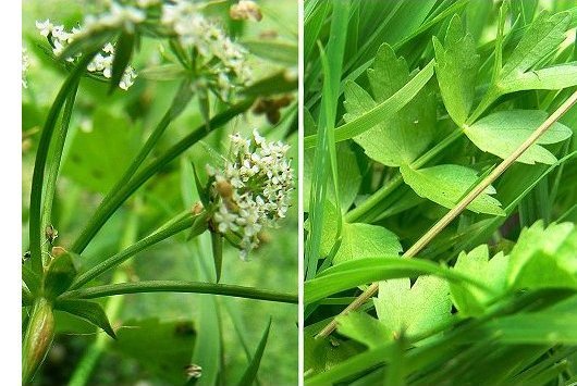 Helosciadium repens (Jacq.) Koch