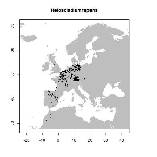 Helosciadium repens (Jacq.) Koch