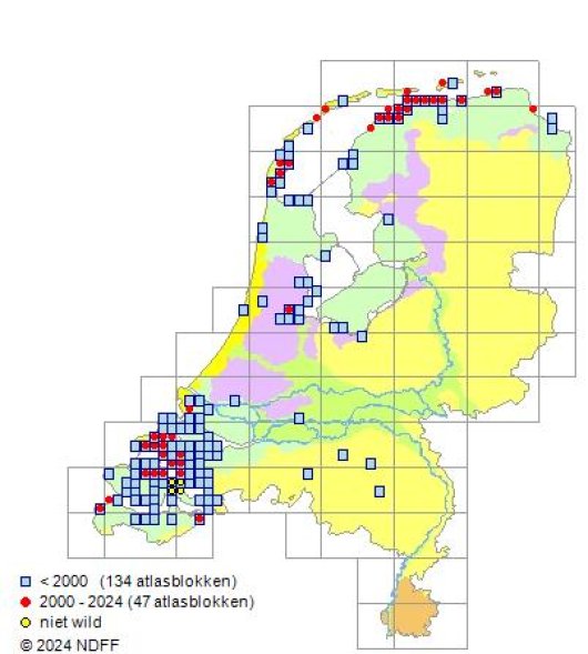 Hordeum marinum Hudson