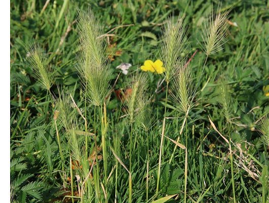 Hordeum marinum Hudson