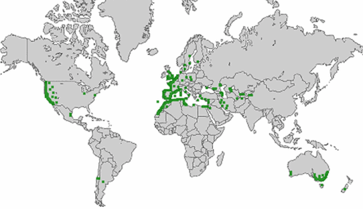 Hordeum marinum Hudson