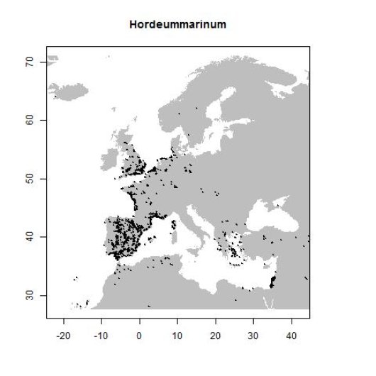 Hordeum marinum Hudson