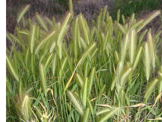 Hordeum murinum L.