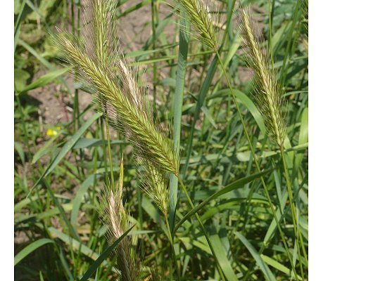 Hordeum secalinum Schreb.