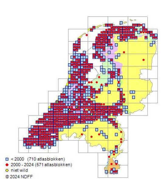 Hordeum secalinum Schreb.