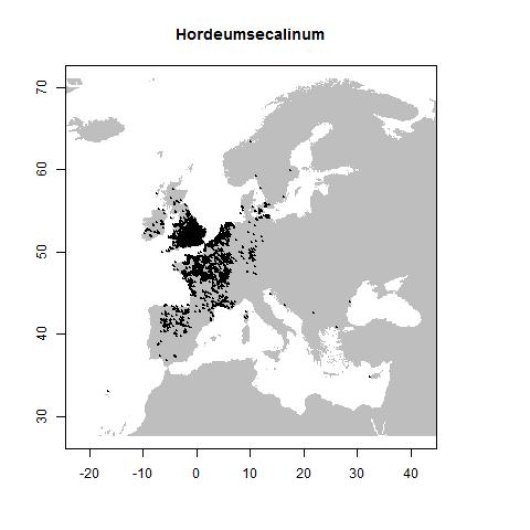 Hordeum secalinum Schreb.
