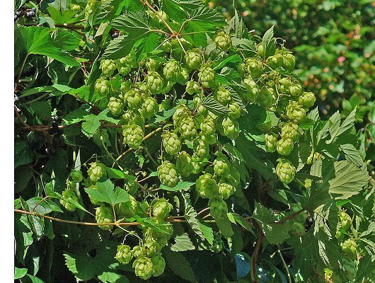 Humulus lupulus L.